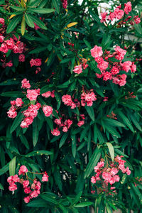 Close-up of pink flowering plants in park