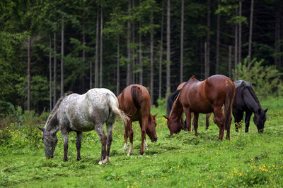 Horses grazing on field