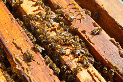 Close-up of bee on wood