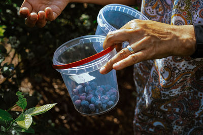 Hand holding plastic bucket with blueberries while harvesting