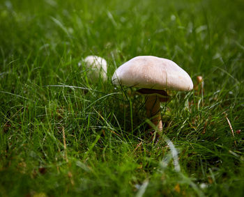 Close-up of mushroom growing on field