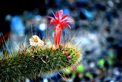 Close-up of red flowers