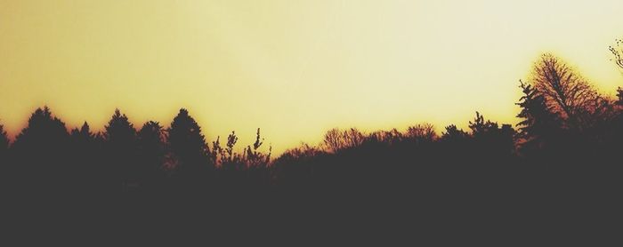 Silhouette of trees at sunset