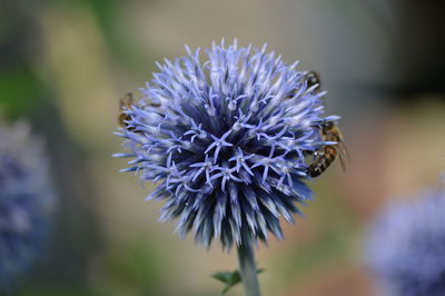 Close-up of purple flower