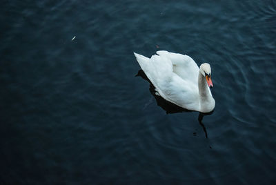 High angle view of swan swimming in lake