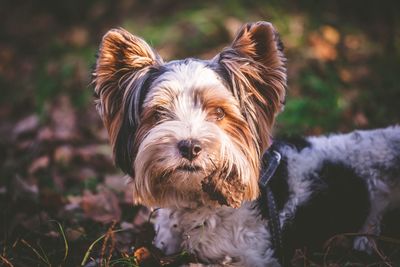 Close-up portrait of a dog