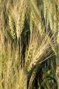 Close-up of plants growing in field against sky