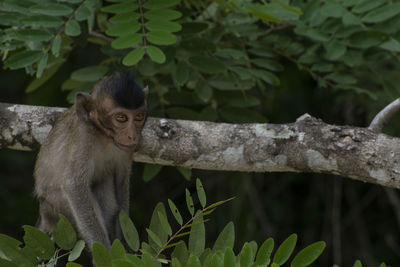 Monkey sitting on tree