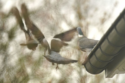 Close-up of pigeon flying