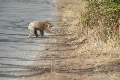 Full length of cat running on land