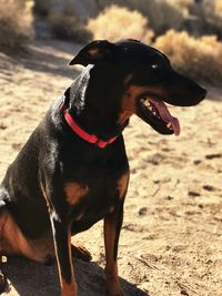 Close-up of dog on sand