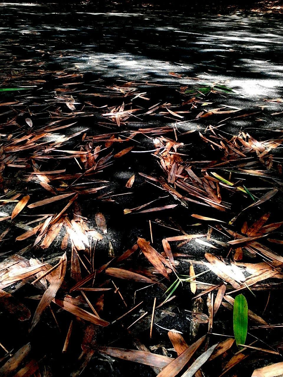 leaf, high angle view, dry, leaves, nature, plant, close-up, outdoors, field, season, growth, no people, grass, fallen, day, autumn, change, tranquility, sunlight