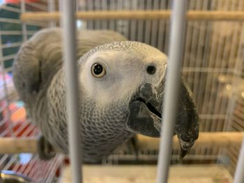 Close-up of parrot in cage