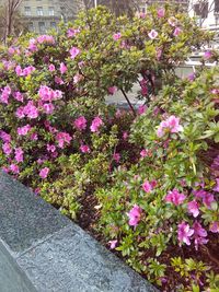 Pink flowering plants