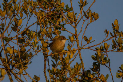 Low angle view of bird perching on tree