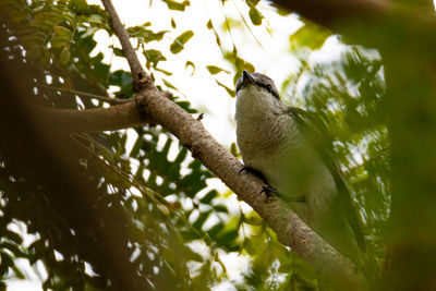 Low angle view of bird perching on tree