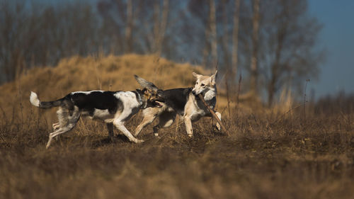 View of dogs running on field