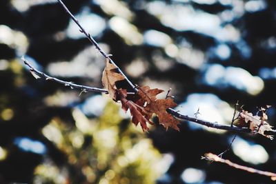 Close-up of grasshopper on branch during autumn