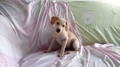 Close-up of puppy sitting on bed