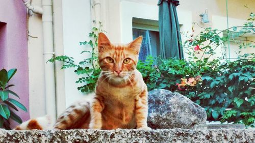 Cat in front of house