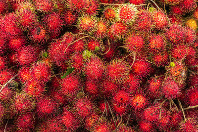 Full frame shot of red flowers