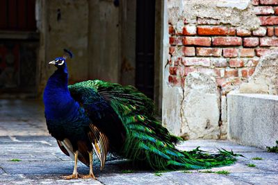 Side view of a peacock