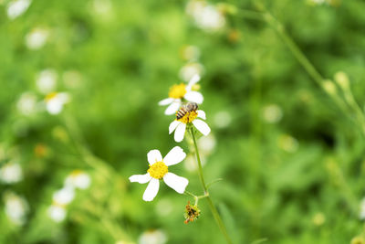 Close-up of white flowering plant