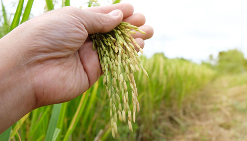 Close-up of hand holding corn field