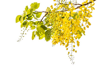 Low angle view of leaves against sky