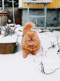 Portrait of a cat on snow covered field