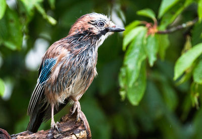 Close-up of bird perching on tree