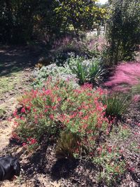 Pink flowers growing on tree