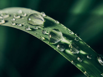 Close-up of water drops on leaf