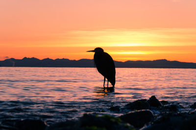 Silhouette bird perching on orange sea against sky during sunset