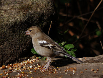 Close-up of bird perching on tree