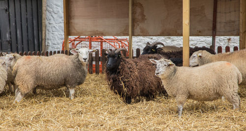 Sheep in farm
