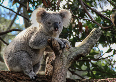 Low angle view of monkey sitting on tree