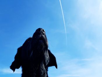 Close-up of dog against sky