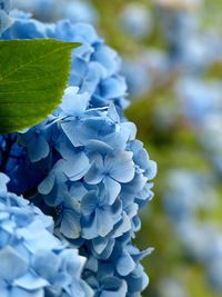 Close-up of blue hydrangea blooming outdoors