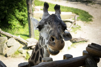 Close-up portrait of giraffe zoo