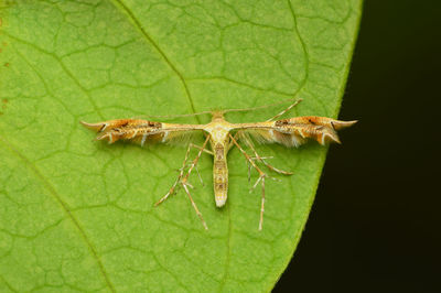 Close-up of insect on leaf