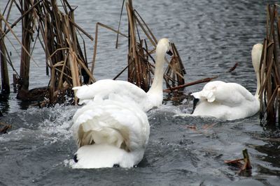 White swans swimming in lake