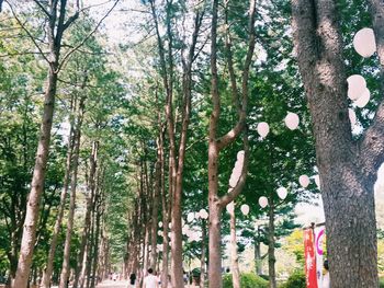 Trees in the forest