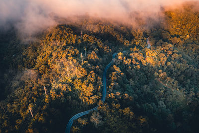 High angle view of trees in forest