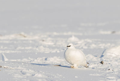 Seagull perching on snow covered land