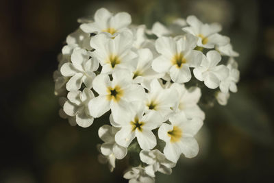 Close-up of white flowering plant