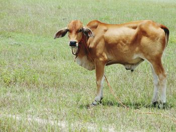 Horse grazing on grassy field