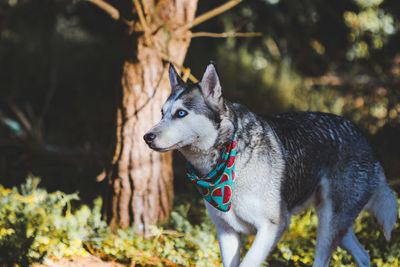 Dog walks in wild nature on a sunny day over green pastures with brown, green and yellow backgrounds