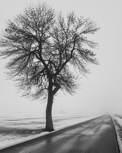 Bare tree by road against clear sky