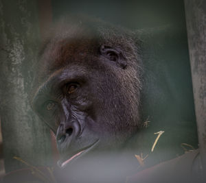 Close-up portrait of gorilla looking away